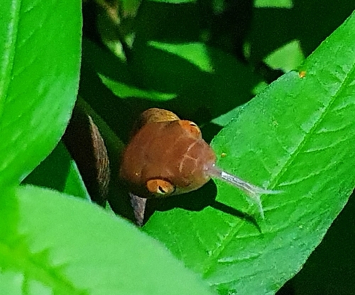 Brown Tree Snake sighting