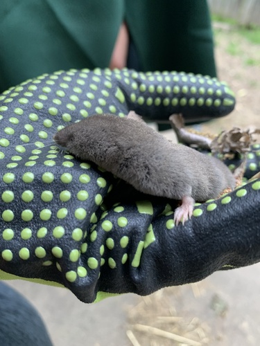 Elliot's Short-tailed Shrew