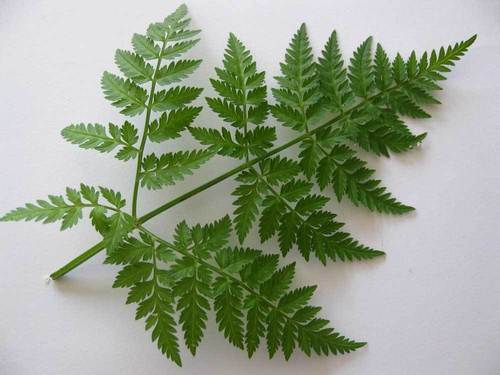 Krūminis builis nuotrauka