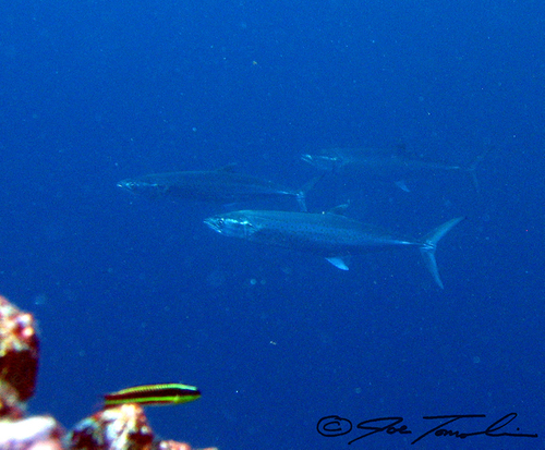 Sierra Mackerel