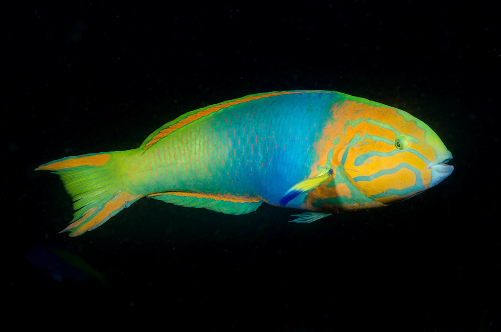 Sunset Wrasse