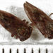 Rhytidodus decimaquartus - Photo (c) Stephen Thorpe, כל הזכויות שמורות, הועלה על ידי Stephen Thorpe