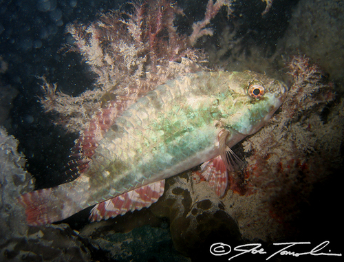 Yellowtail Parrotfish