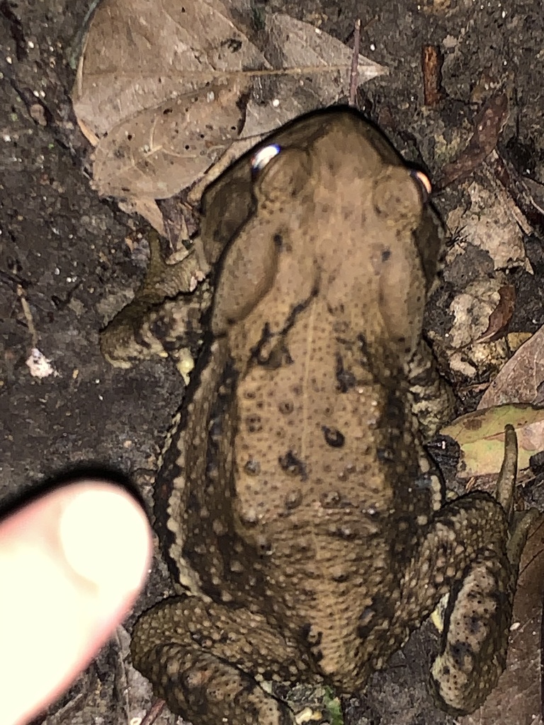 Taiwan Common Toad from 鄉長路二段, 汐止區, TW on April 12, 2021 at 09:03 PM by ...