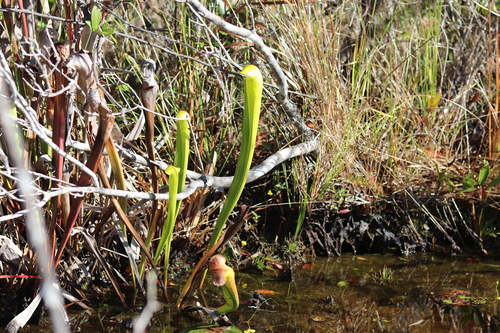 Sarracenia X harperi