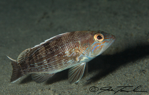 Black Sea Bass
