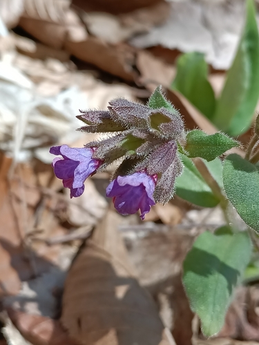 Hairy Lungwort