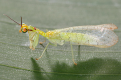 Image of Zeugomantispa virescens