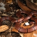 Guangxi Coral Snake - Photo (c) 50 No., all rights reserved, uploaded by 50 No.