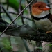 Buco Musiú - Photo (c) Manakin Nature Tours, todos los derechos reservados, uploaded by Manakin Nature Tours