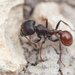 Rough Harvester Ant - Photo (c) Clarence Holmes, all rights reserved, uploaded by Clarence Holmes