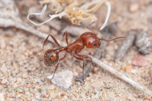 大弯须蚁Pogonomyrmex bigbendensis