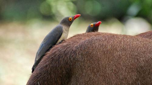 Red-billed Oxpecker