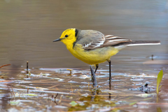 Citrine Wagtail - Photo (c) egorbirder, all rights reserved