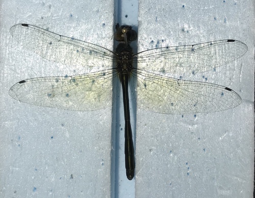 Hemicordulia erico
