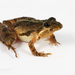 Cricket Frogs - Photo (c) J.P. Lawrence, all rights reserved