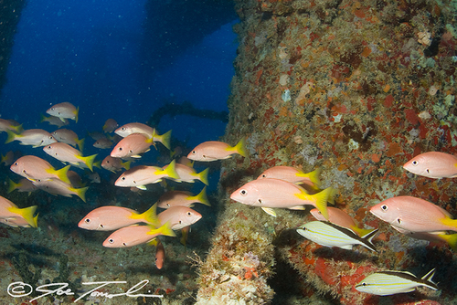Blackfin Snapper