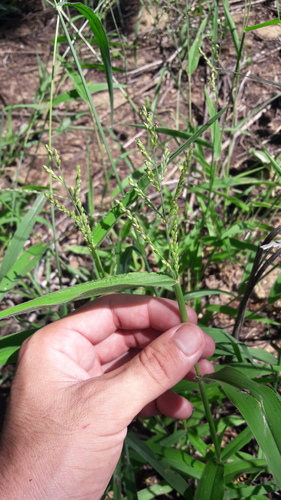 Grass (Urochloa mollis)