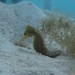 Observation photo