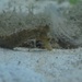 Observation photo