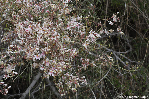 Moringa peregrina