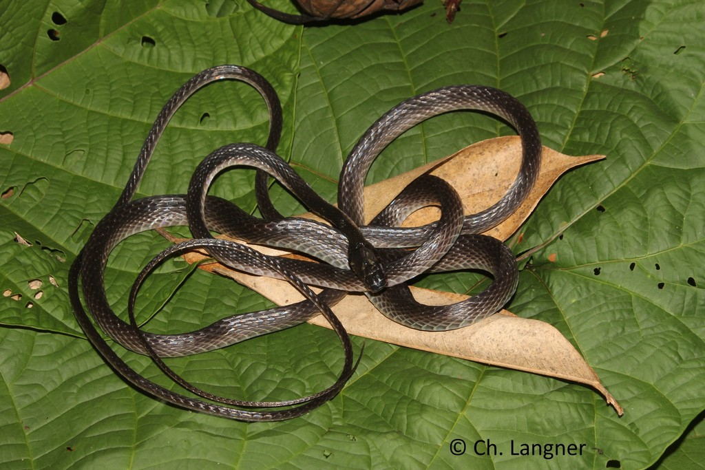 Dark Wolf Snake from Malinau on April 18, 2014 by Christian Langner ...