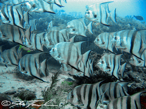 Atlantic Spadefish