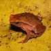 Borneo Grainy Frog - Photo (c) Christian Langner, all rights reserved, uploaded by Christian Langner