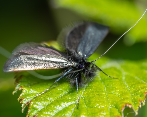 Green Longhorn Moth