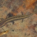 Necturus alabamensis - Photo (c) mike_rochford, כל הזכויות שמורות, uploaded by mike_rochford