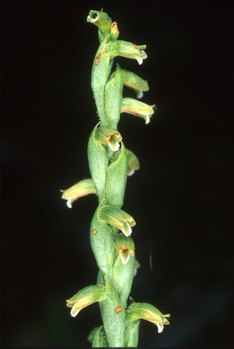 Microthelys
