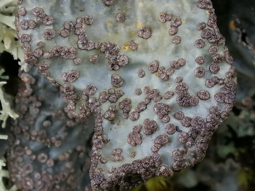 Textured Lung Lichen