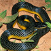 Yellow-bellied Liophis - Photo (c) Toby Hibbitts, all rights reserved, uploaded by Toby Hibbitts