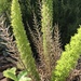 Sprenger's Asparagus - Photo (c) William Mullins, all rights reserved, uploaded by William Mullins