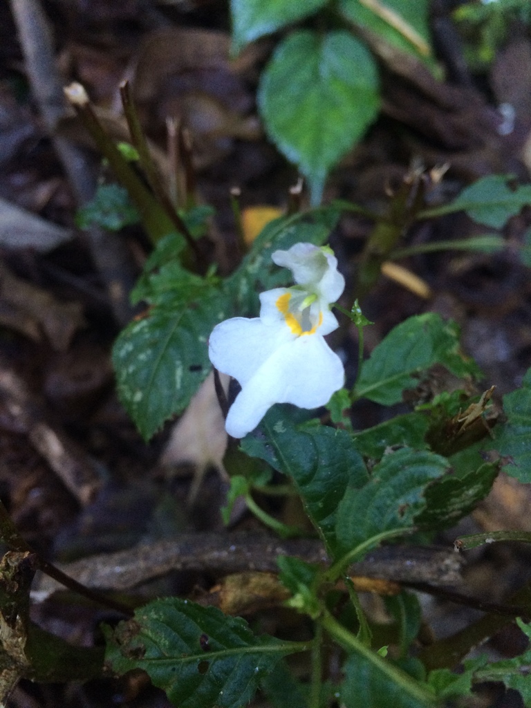 Impatiens scullyi (Impatiens scullyi)