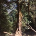 Quercus oblongata - Photo (c) abigail_early, todos los derechos reservados