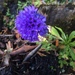 Primula glomerata - Photo (c) abigail_early, כל הזכויות שמורות