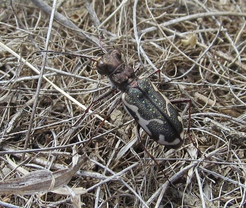 New Zealand Common Tiger Beetle