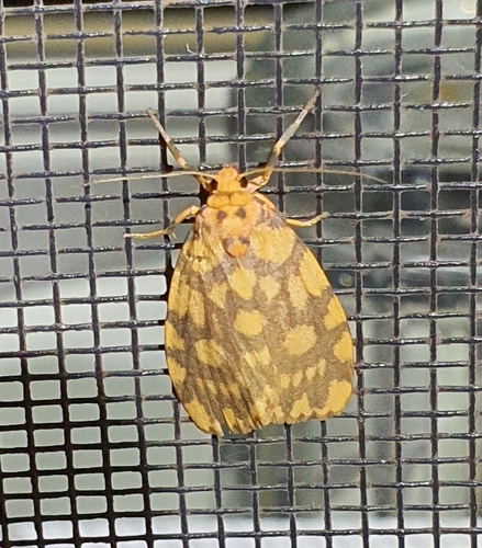 Cyme quadrilineata (Pagenstecher, 1886)