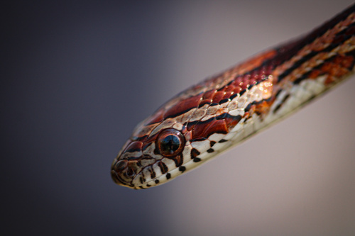Corn Snake
