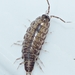 Sickled Woodlouse - Photo (c) david_cabanillas, all rights reserved