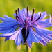Cornflower - Photo (c) Scout_RB, all rights reserved, uploaded by Scout_RB