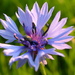 Centaurea - Photo (c) Scout_RB, όλα τα δικαιώματα διατηρούνται, uploaded by Scout_RB