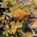 Acaena glabra - Photo (c) Melissa Hutchison, todos los derechos reservados, subido por Melissa Hutchison