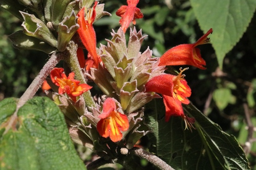 Colquhounia coccinea Wall.