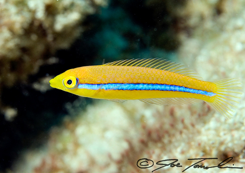 Yellowhead Wrasse