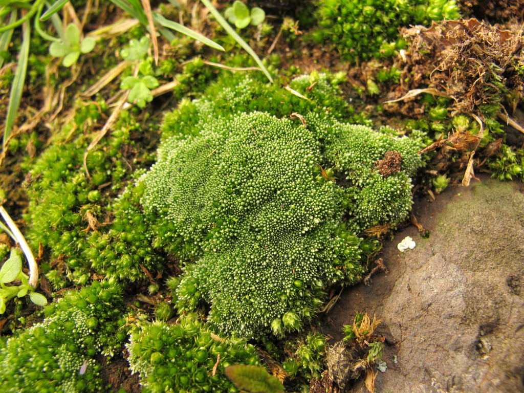 Silvery Bryum from Sign of the Bellbird, Port Hills on August 11, 2012 ...