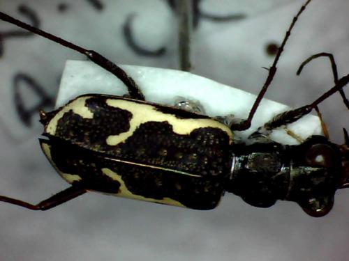 New Zealand Common Tiger Beetle