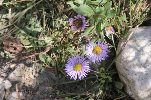 Erigeron multiradiatus