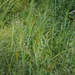 Square